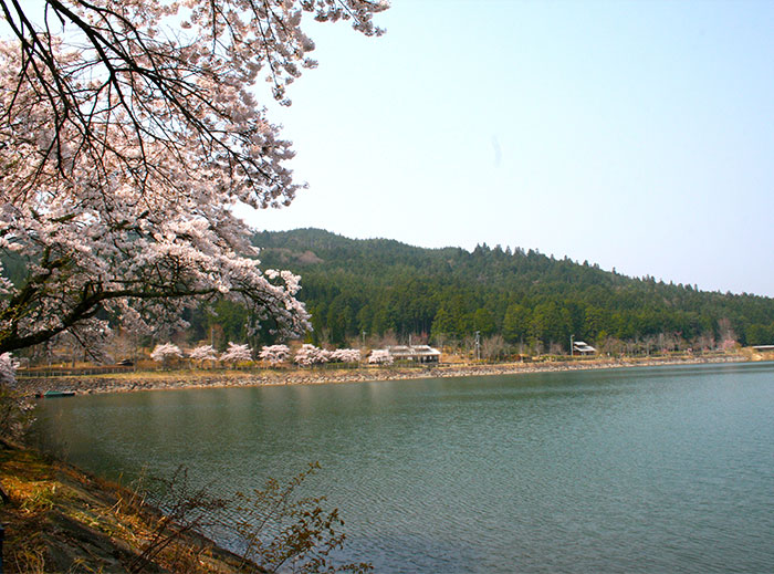 椛の湖と桜